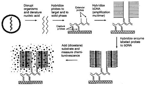 nucleic acid hybridization animation