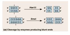 Molecular Cloning | Molecular Biology