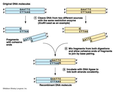 Molecular Cloning | Molecular Biology