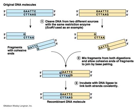 gene cloning animation