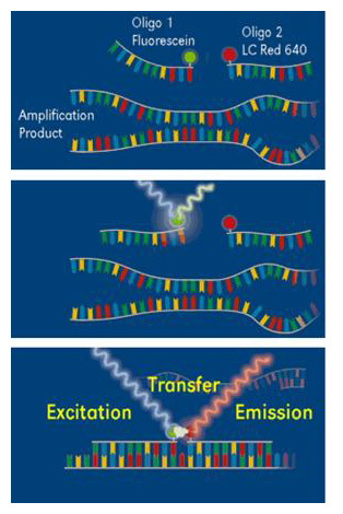 Nucleic Acid Amplification & Sequencing | Molecular Biology