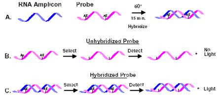 nucleic acid hybridization animation