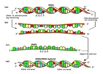 nucleic acid hybridization animation