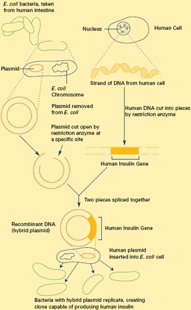 gene cloning animation