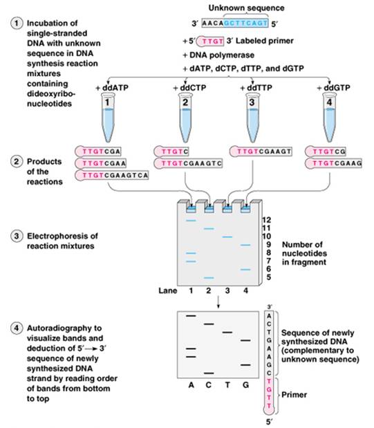 Nucleic Acid Amplification & Sequencing | Molecular Biology