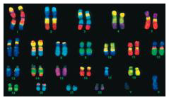 nucleic acid hybridization animation